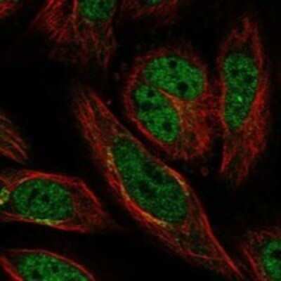 Immunocytochemistry/Immunofluorescence: LEPREL1 Antibody [NBP3-17877] - Staining of human cell line SiHa shows localization to nucleoplasm & the Golgi apparatus.