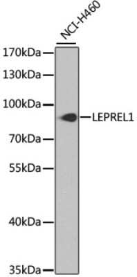 Western Blot LEPREL1 Antibody - BSA Free