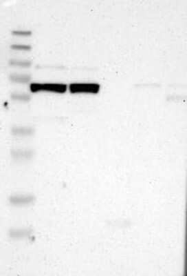 Western Blot LEPREL1 Antibody - BSA Free