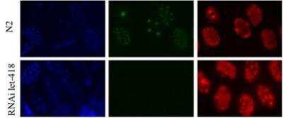 Immunocytochemistry/Immunofluorescence: LET-418 Antibody [38640002] - This image is specific to animal number SDQ2339 dilution 1:25000  MeOH fixation