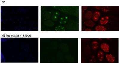 Immunocytochemistry/Immunofluorescence: LET-418 Antibody [48960002] - This image is specific to animal number SDQ 3861 MeOH fixation,  dilution 1:10 000