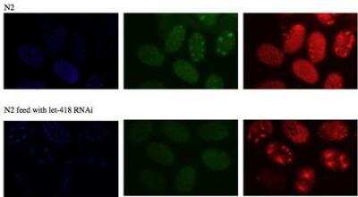 Immunocytochemistry/Immunofluorescence: LET-418 Antibody [48960002] - This image is specific to animal number SDQ3905 MeOH fixation, dilution 1:25 000