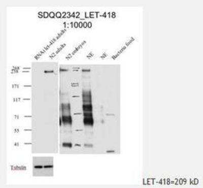 Western Blot: LET-418 Antibody [38640002] This image is specific to animal number SDQ2342 dilution 1: 10 000 Use proteinases inhibitors 