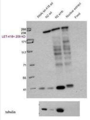 Western Blot: LET-418 Antibody [48960002]  This image is specific to animal number SDQ3905 dilution 1:10000