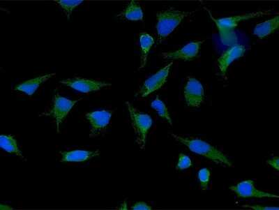 Immunocytochemistry/Immunofluorescence: LETM1 Antibody [H00003954-B01P] - Analysis of purified antibody to LETM1 on HeLa cell. (antibody concentration 10 ug/ml)