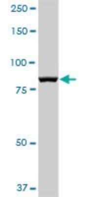 Western Blot: LETM1 Antibody [H00003954-B01P] - Analysis of LETM1 expression in human placenta.