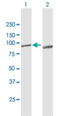 Western Blot: LETM1 Antibody [H00003954-B01P] - Analysis of LETM1 expression in transfected 293T cell line by LETM1 polyclonal antibody.  Lane 1: LETM1 transfected lysate(81.29 KDa). Lane 2: Non-transfected lysate.