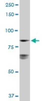 Western Blot: LETM1 Antibody [H00003954-D01P] - Analysis of LETM1 expression in A-431.