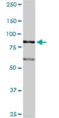 Western Blot: LETM1 Antibody [H00003954-D01P] - Analysis of LETM1 expression in mouse kidney.