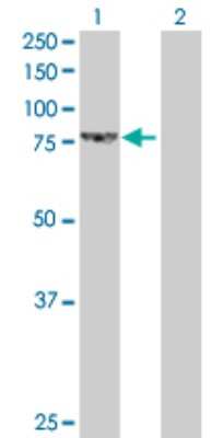 Western Blot: LETM1 Antibody [H00003954-D01P] - Analysis of LETM1 expression in transfected 293T cell line by LETM1 polyclonal antibody.Lane 1: LETM1 transfected lysate(83.40 KDa).Lane 2: Non-transfected lysate.