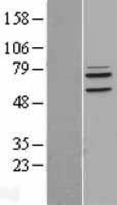 Western Blot: LETM1 Overexpression Lysate (Adult Normal) [NBP2-04334] Left-Empty vector transfected control cell lysate (HEK293 cell lysate); Right -Over-expression Lysate for LETM1.