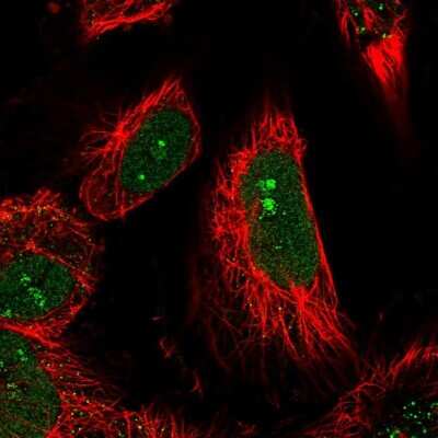 Immunocytochemistry/ Immunofluorescence LEUTX Antibody - BSA Free