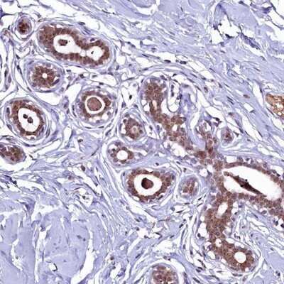 Immunohistochemistry-Paraffin LEUTX Antibody - BSA Free