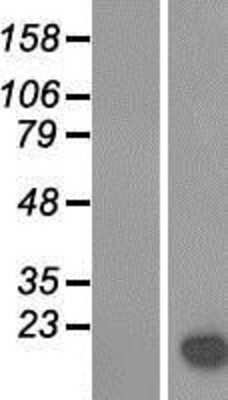 Western Blot: LGALS14 Overexpression Lysate (Adult Normal) [NBP2-06694] Left-Empty vector transfected control cell lysate (HEK293 cell lysate); Right -Over-expression Lysate for LGALS14.