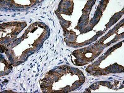 Immunohistochemistry-Paraffin: LGALS3BP Antibody (6B7) [NBP2-01160] - Staining of paraffin-embedded Human prostate tissue using anti-LGALS3BP mouse monoclonal antibody.