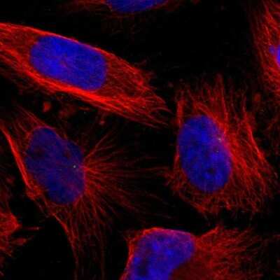 Immunocytochemistry/Immunofluorescence: LGI2 Antibody [NBP1-83839] - Immunofluorescent staining of human cell line U-251 MG shows localization to centrosome.