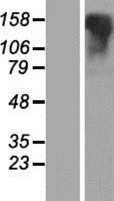 Western Blot: LGR6 Overexpression Lysate (Adult Normal) [NBP2-06524] Left-Empty vector transfected control cell lysate (HEK293 cell lysate); Right -Over-expression Lysate for LGR6.