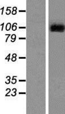 Western Blot: LGR6 Overexpression Lysate (Adult Normal) [NBP2-11018] Left-Empty vector transfected control cell lysate (HEK293 cell lysate); Right -Over-expression Lysate for LGR6.