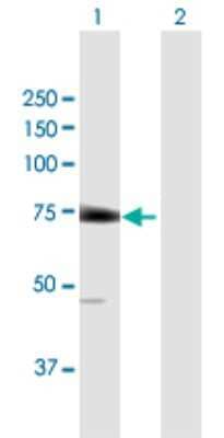 Western Blot: LGTN Antibody [H00001939-B01P] - Analysis of EIF2D expression in transfected 293T cell line by EIF2D polyclonal antibody.  Lane 1: EIF2D transfected lysate(64.24 KDa). Lane 2: Non-transfected lysate.