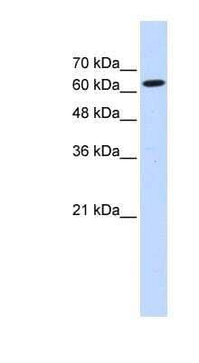 Western Blot: LGTN Antibody [NBP1-57395] - Transfected 293T cell lysate, concentration 0.2-1 ug/ml.