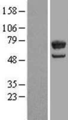 Western Blot: LGTN Overexpression Lysate (Adult Normal) [NBL1-12510] Left-Empty vector transfected control cell lysate (HEK293 cell lysate); Right -Over-expression Lysate for LGTN.