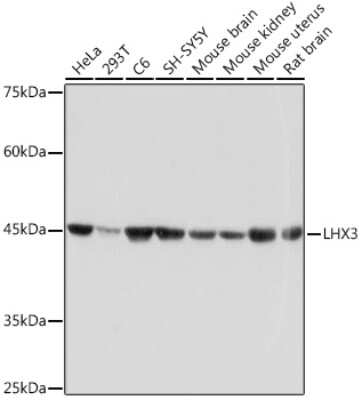 Western Blot: LHX3 Antibody (0F3J8) [NBP3-15797] - Western blot analysis of extracts of various cell lines, using LHX3 Rabbit mAb (NBP3-15797) at 1:1000 dilution. Secondary antibody: HRP Goat Anti-Rabbit IgG (H+L) at 1:10000 dilution. Lysates/proteins: 25ug per lane. Blocking buffer: 3% nonfat dry milk in TBST. Detection: ECL Basic Kit. Exposure time: 1s.