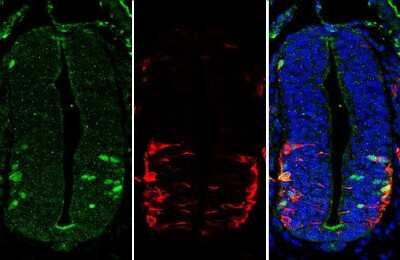 Immunohistochemistry-Paraffin: LHX3 Antibody [NBP3-13352] - LHX3 antibody detects LHX3 protein at nucleus by immunohistochemical analysis. Sample: Paraffin-embedded mouse E10.5 embryo. Green: LHX3 stained by LHX3 antibody (NBP3-13352) diluted at 1:250. Red: beta Tubulin 3/ Tuj1, a cytoskeleton marker, stained by beta Tubulin 3/ Tuj1 antibody [GT11710] (NBP2-43559) diluted at 1:500. Blue: Fluoroshield with DAPI. Antigen Retrieval: Citrate buffer, pH 6.0, 15 min