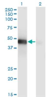 Western Blot: LHX9 Antibody (1D8) [H00056956-M08] - Analysis of LHX9 expression in transfected 293T cell line by LHX9 monoclonal antibody (M08), clone 1D8. Lane 1: LHX9 transfected lysate (Predicted MW: 44 KDa). Lane 2: Non-transfected lysate.