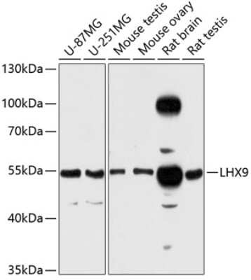 Western Blot: LHX9 Antibody [NBP3-04770] - Analysis of extracts of various cell lines, using LHx9 antibody at 1:3000 dilution. Secondary antibody: HRP Goat Anti-Rabbit IgG (H+L) at 1:10000 dilution. Lysates/proteins: 25ug per lane. Blocking buffer: 3% nonfat dry milk in TBST. Detection: ECL Enhanced Kit.