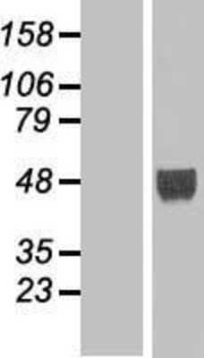 Western Blot: LHX9 Overexpression Lysate (Adult Normal) [NBP2-06676] Left-Empty vector transfected control cell lysate (HEK293 cell lysate); Right -Over-expression Lysate for LHX9.