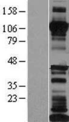 Western Blot: LI Cadherin Overexpression Lysate (Adult Normal) [NBP2-10551] Left-Empty vector transfected control cell lysate (HEK293 cell lysate); Right -Over-expression Lysate for LI Cadherin.