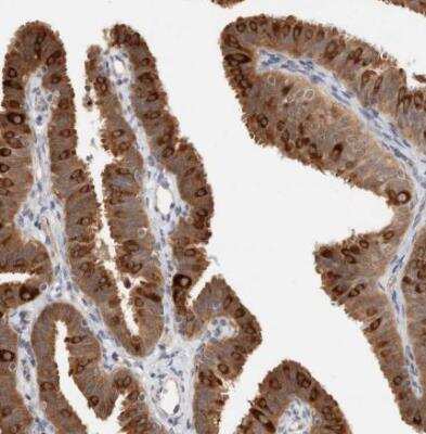 Immunohistochemistry-Paraffin: LIAT1 Antibody [NBP1-81295] - Stainin gof human fallopian tube shows moderate cytoplasmic positivity in ciliated and glandular cells. 