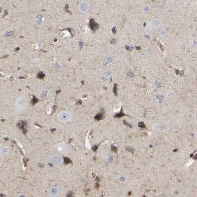 Immunohistochemistry-Paraffin: LIF Antibody [NBP1-85717] - Staining of human cerebral cortex shows moderate positivity.