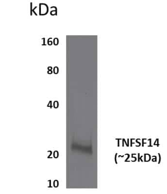 Western Blot: LIGHT/TNFSF14 Antibody (MM0456-8C34) [NBP2-11964] - Lysates of HEK293 expressing human LIGHT/TNFSF14.