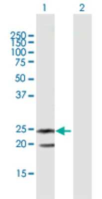 Western Blot: LIGHT/TNFSF14 Antibody [H00008740-B02P] - Analysis of TNFSF14 expression in transfected 293T cell line by TNFSF14 polyclonal antibody.  Lane 1: TNFSF14 transfected lysate(22.40 KDa). Lane 2: Non-transfected lysate.