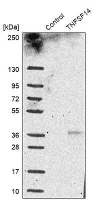 Western Blot: LIGHT/TNFSF14 Antibody [NBP1-85773] - Analysis in control (vector only transfected HEK293T lysate) and TNFSF14 over-expression lysate (Co-expressed with a C-terminal myc-DDK tag (3.1 kDa) in mammalian HEK293T cells).