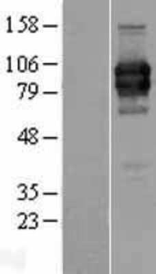 Western Blot: LILRA2 Overexpression Lysate (Adult Normal) [NBP2-07570] Left-Empty vector transfected control cell lysate (HEK293 cell lysate); Right -Over-expression Lysate for LILRA2.