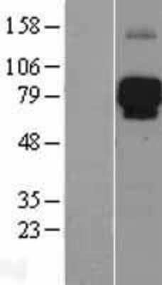 Western Blot: LILRB2 Overexpression Lysate (Adult Normal) [NBL1-12527] Left-Empty vector transfected control cell lysate (HEK293 cell lysate); Right -Over-expression Lysate for LILRB2.