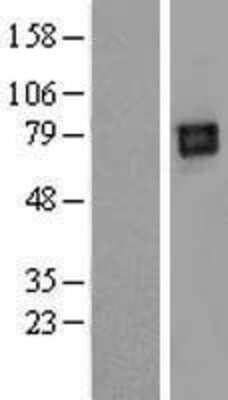 Western Blot: LILRB2 Overexpression Lysate (Adult Normal) [NBL1-12528] Left-Empty vector transfected control cell lysate (HEK293 cell lysate); Right -Over-expression Lysate for LILRB2.