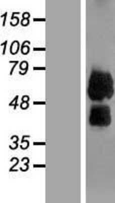 Western Blot: LILRB4 Overexpression Lysate (Adult Normal) [NBP2-07571] Left-Empty vector transfected control cell lysate (HEK293 cell lysate); Right -Over-expression Lysate for LILRB4.