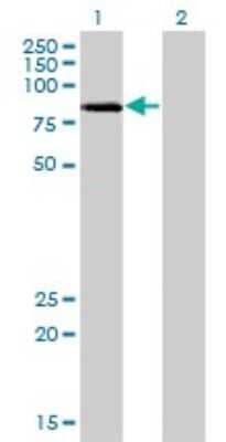 Western Blot: LIM kinase 2 Antibody (2H2-E11) [H00003985-M01] - Analysis of LIMK2 expression in transfected 293T cell line by LIMK2 monoclonal antibody (M01), clone 2H2-E11.Lane 1: LIMK2 transfected lysate(72.232 KDa).Lane 2: Non-transfected lysate.