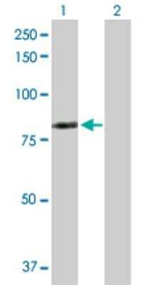 Western Blot: LIM kinase 2 Antibody [H00003985-D01P] - analysis of LIMK2 expression in transfected 293T cell line by LIMK2 MaxPab rabbit polyclonal antibody. Lane 1: LIMK2 transfected lysate (77.90 KDa). Lane 2: Non-transfected lysate.