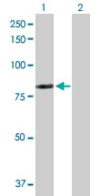 Western Blot: LIM kinase 2 Antibody [H00003985-D01P] - Analysis of LIMK2 expression in transfected 293T cell line by LIMK2 polyclonal antibody.Lane 1: LIMK2 transfected lysate(77.90 KDa).Lane 2: Non-transfected lysate.