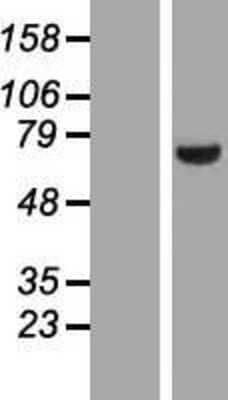 Western Blot LIM kinase 2 Overexpression Lysate