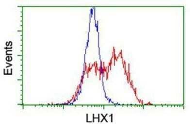 Flow Cytometry: LIM1 Antibody (OTI2D5) - Azide and BSA Free [NBP2-71134] - HEK293T cells transfected with either overexpression plasmid (Red) or empty vector control plasmid (Blue) were immunostaining by anti-LIM1 antibody, and then analyzed by flow cytometry.