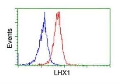 Flow Cytometry: LIM1 Antibody (OTI2D5) - Azide and BSA Free [NBP2-71134] - Analysis of Jurkat cells, using anti-LHX1 antibody (Red) compared to a nonspecific negative control antibody (Blue).