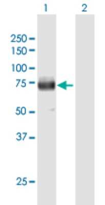 Western Blot: LIMPII/SR-B2 Antibody [H00000950-B01P] - Analysis of SCARB2 expression in transfected 293T cell line by SCARB2 polyclonal antibody.  Lane 1: SCARB2 transfected lysate(52.58 KDa). Lane 2: Non-transfected lysate.