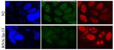 Immunocytochemistry/Immunofluorescence: LIN-13 Antibody [29570002] - This antibody is specific to animal number SDQ0838  Dilution: 1:5000 MeOH fixation