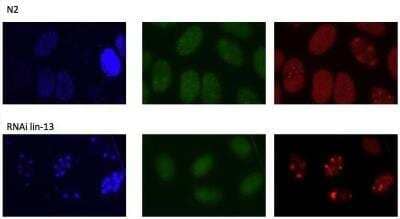 Immunocytochemistry/Immunofluorescence: LIN-13 Antibody [41910002] - This image is specific for animal number SDQ2944  Dilution: 1:3000
