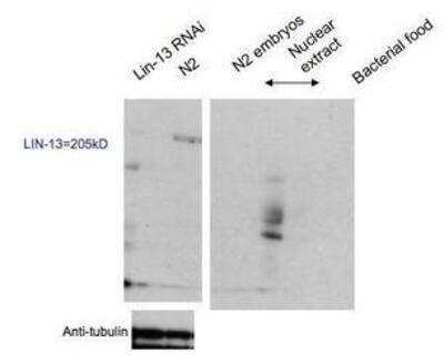 Western Blot: LIN-13 Antibody [41910002]  This image is specific to animal number SDQ2970  Dilution: 1:1000 Very weak. ON expo